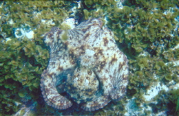 Tintenfisch beim Tauchen vor Gran Canaria